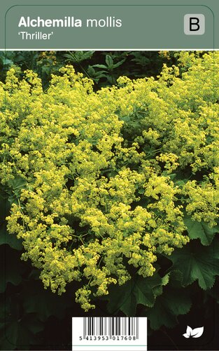 Vips Alchemilla mollis Thriller - Vrouwenmantel - afbeelding 1