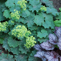 Vips Alchemilla mollis Thriller - Vrouwenmantel - afbeelding 3