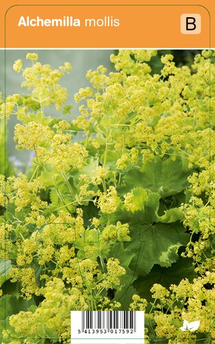 Vips Alchemilla mollis - Vrouwenmantel - afbeelding 1