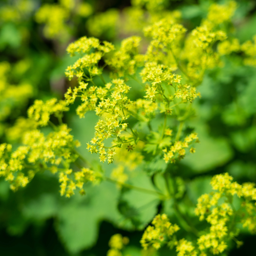 Vips Alchemilla mollis - Vrouwenmantel - afbeelding 3