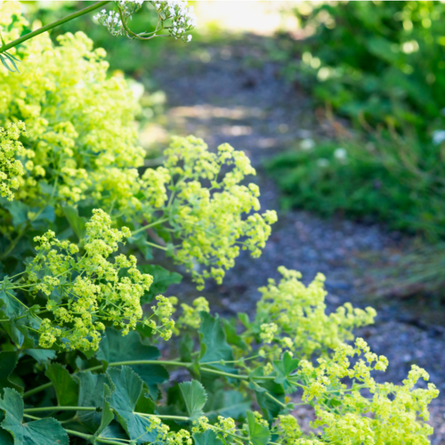 Vips Alchemilla mollis - Vrouwenmantel - afbeelding 4