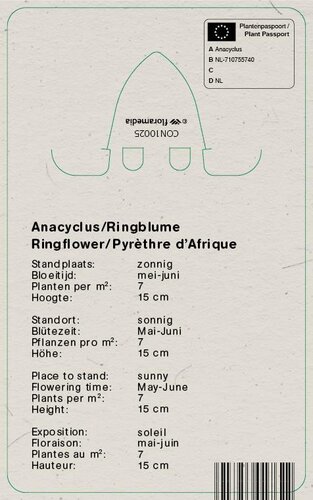 Vips Anacyclus pyrethrum var. depressus - Anacyclus - afbeelding 2