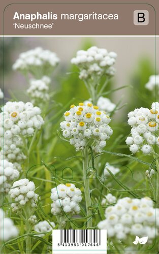 Vips Anaphalis margaritacea Neuschnee - Siberische edelweiss - afbeelding 1