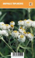 Vips Anaphalis triplinervis - Siberisch edelweiss - afbeelding 1