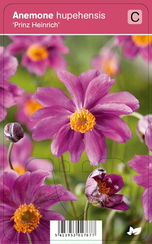 ANEMONE HUPEHENSIS PRINZ HEINRICH | deOosteindeOnline.nl