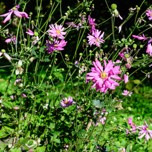 ANEMONE HUPEHENSIS PRINZ HEINRICH | deOosteindeOnline.nl