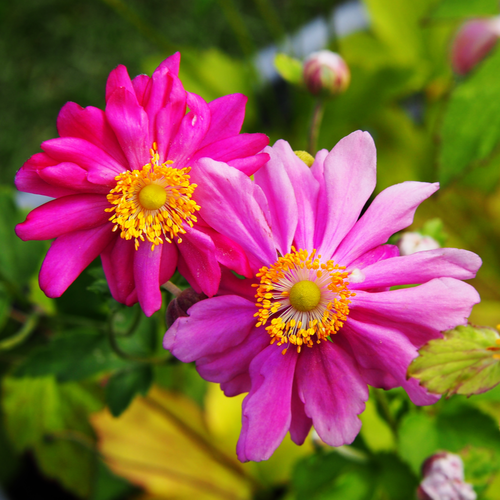 ANEMONE HUPEHENSIS PRINZ HEINRICH | deOosteindeOnline.nl