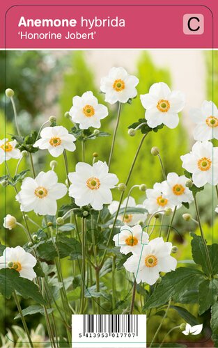 Vips Anemone hybrida Honorine Jobert - Japanse anemoon - afbeelding 1