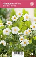 Vips Anemone hybrida Honorine Jobert - Japanse anemoon - afbeelding 1