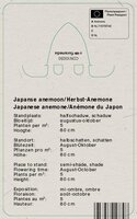 Vips Anemone hybrida Honorine Jobert - Japanse anemoon - afbeelding 2
