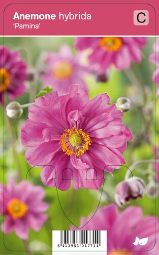 Vips Anemone hybrida Pamina - Japanse anemoon - afbeelding 1