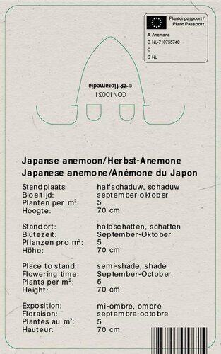 Vips Anemone hybrida Pamina - Japanse anemoon - afbeelding 2
