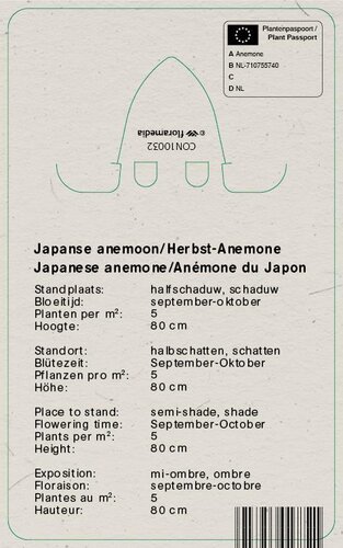 Vips Anemone hybrida Queen Charlotte - Japanse anemoon - afbeelding 2
