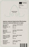 Vips Anemone multifida Annebelle Deep Rose - Japanse anemoon - afbeelding 2