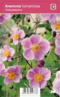 Vips Anemone tomentosa Robustissima - Japanse anemoon - afbeelding 1