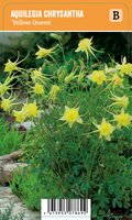 Vips Aquilegia chrysantha Yellow Queen - akelei - afbeelding 1