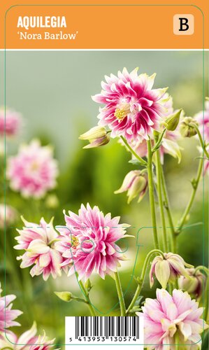 Vips Aquilegia Nora Barlow - Akelei - afbeelding 1