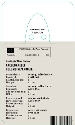 Vips Aquilegia Nora Barlow - Akelei - afbeelding 2