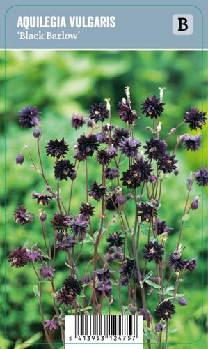 Vips Aquilegia vulgaris Black Barlow - Akelei - afbeelding 1