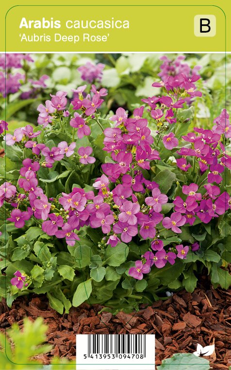 Vips Arabis caucasica Aubris Deep Rose - Rijstebrij