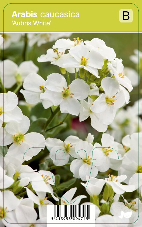 Vips Arabis caucasica Aubris White - Rijstebrij