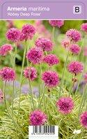 Vips Armeria maritima Abbey Deep Rose - Engels gras - afbeelding 1