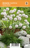 Vips Armeria maritima Abbey White - Engels gras - afbeelding 1