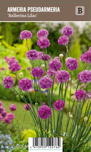 Vips Armeria pseudarmeria Ballerina Lilac - Engels gras - afbeelding 1