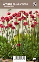 Vips Armeria pseudarmeria Ballerina Red - Engels gras - afbeelding 1