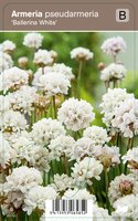 Vips Armeria pseudarmeria Ballerina White - Engels gras - afbeelding 1