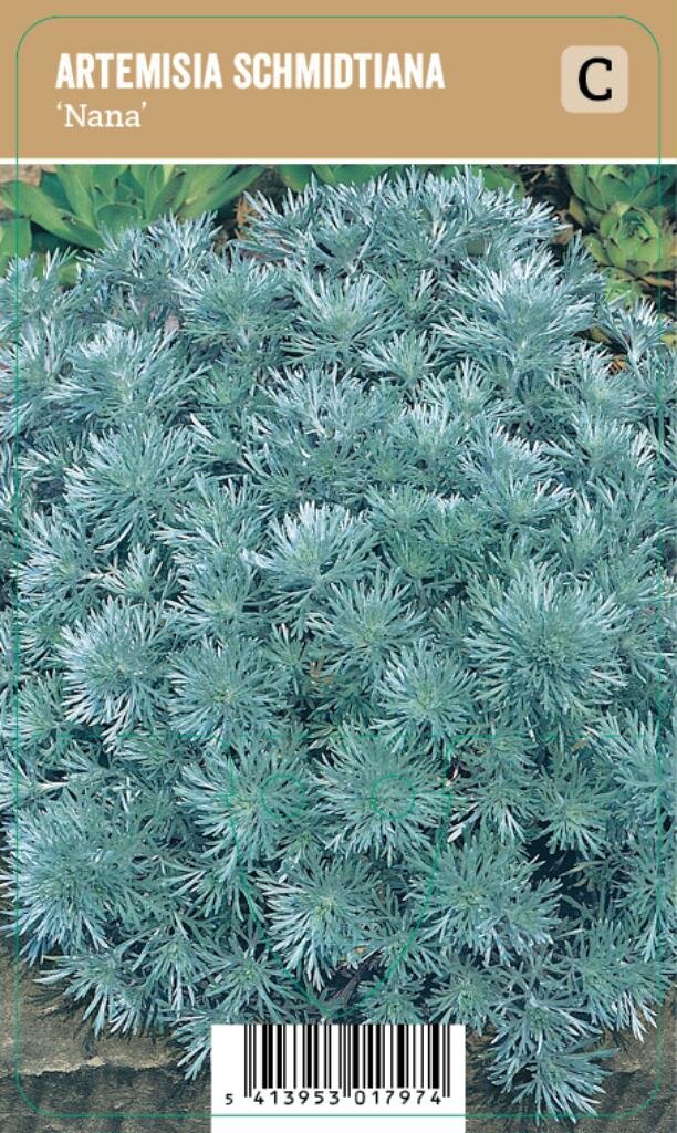 Vips Artemisia schmidtiana Nana - Alsem