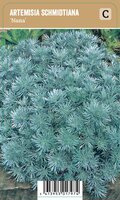 Vips Artemisia schmidtiana Nana - Alsem - afbeelding 1