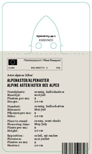 Vips Aster alpinus albus - Alpenaster - afbeelding 2