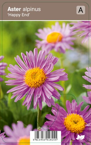 Vips Aster alpinus Happy End - Alpenaster - afbeelding 1