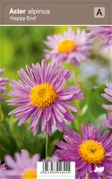 Vips Aster alpinus Happy End - Alpenaster - afbeelding 1