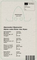Vips Aster alpinus Happy End - Alpenaster - afbeelding 2