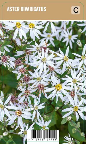 Vips Aster Divaricatus - Sneeuwster-aster - afbeelding 1