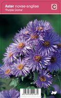 Vips Aster novae-angliae Purple Dome - Herfstaster - afbeelding 1