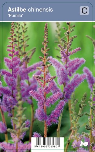 Vips Astilbe chinensis Pumila - Pluimspirea - afbeelding 1