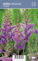 Vips Astilbe chinensis Pumila - Pluimspirea - afbeelding 1