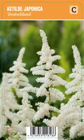 Vips Astilbe japonica Deutschland - Spirea - afbeelding 1