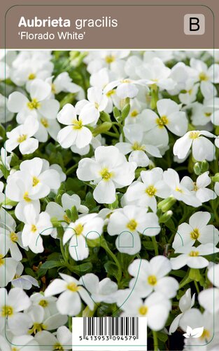 Vips Aubrieta gracilis Florado White - Randjesbloem - afbeelding 1