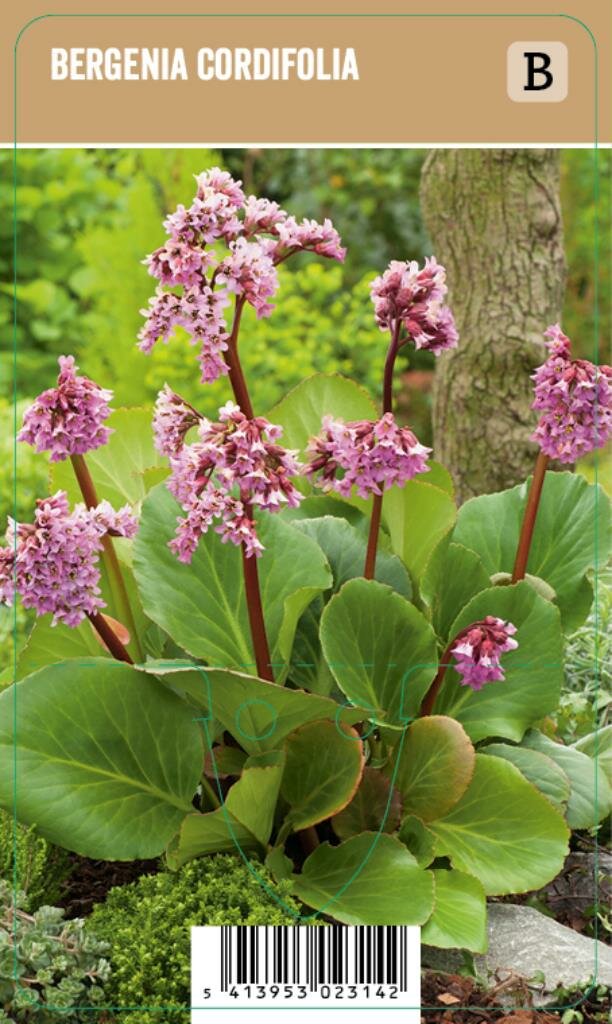 Schoenlappersplant (bergenia cordifolia) voorjaarsbloeier 12 stuks