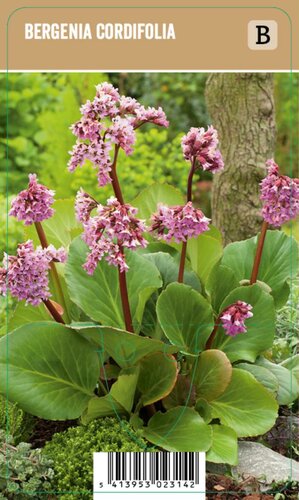 Vips Bergenia cordifolia - schoenlappersplant  - afbeelding 1