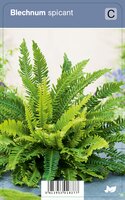 Vips Blechnum spicant - Dubbelloofvaren - afbeelding 1