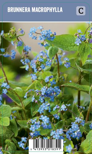 Vips Brunnera macrophylla - Kaukasisch vergeet-mij-nietje - afbeelding 1