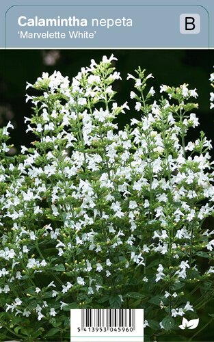 VIps Calamintha nepeta Marvelette White - Bergsteentijm - afbeelding 1