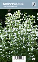 VIps Calamintha nepeta Marvelette White - Bergsteentijm - afbeelding 1