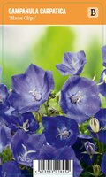 Vips Campanula carpatica Blaue Clips - Kluwenklokjesbloem - afbeelding 1