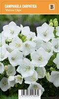 Vips Campanula carpatica Weisse Clips - Kluwenklokjesbloem - afbeelding 1